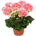 Комнатный цветок пеларгония - 60 фото