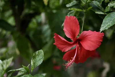 Белый Цветок Гибискуса - Hibiscus Sp., Известный В Просторечии, Как  Китайский Гибискус, Китайская Роза, Гавайский Гибискус И Shoeblackplant,  Является Видом Тропического Гибискуса, Цветущего Растения В Племени  Hibisceae Семейства Malvaceae, Уроженца ...