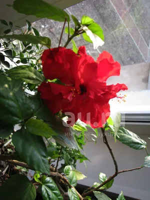 Hibiscus rosa-sinensis L., Гибискус китайский (World flora) - Pl@ntNet  identify