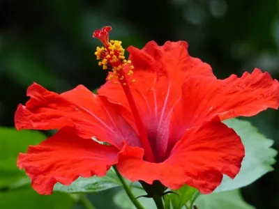 Гибискус (Hibiscus) 40 см - купить в Минске с доставкой, цена и фото в  интернет-магазине 