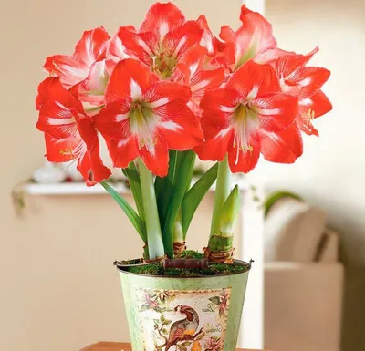 Гиппеаструм / Домашняя лилия — купить в Красноярске. Горшечные растения и  комнатные цветы на интернет-аукционе 