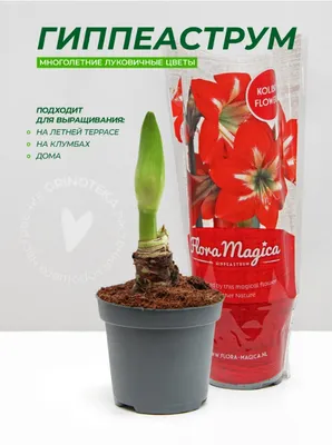 Отзыв о Комнатный цветок Гиппеаструм | Красивый подарок для любимой бабушки!