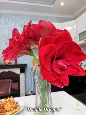 Гиппеаструм цветок (42 фото) - 42 фото