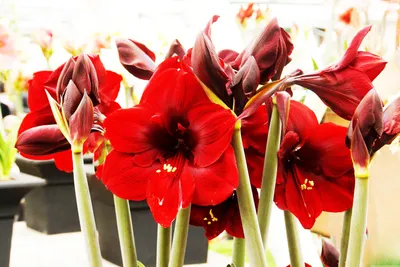 Цветок амариллис (гиппеаструм): 50 000 сум - Комнатные растения Ташкент на  Olx