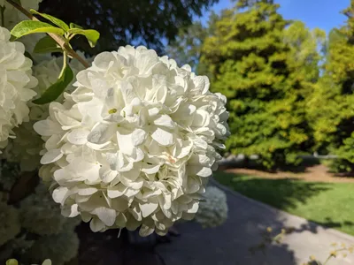 Hydrangea macrophylla, Гортензия крупнолистная красный цветок