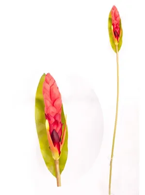 Цветок имбиря купить за 2 990 рублей в Интернет-магазине Angelita
