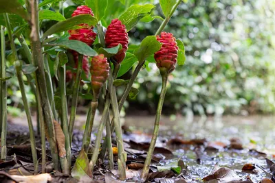 Аромат Цветок имбиря (Ginger Flower) | Аромамаркетинг