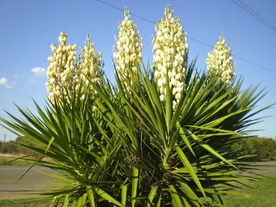 Купите yucca filamentosa (юкка филаментоза) 🌹 из питомника Долина роз с  доставкой!