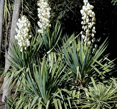 Купить саженцы Юкка Нитчатая (Yucca Filamentosa) в питомнике. Для сорта Юкка  Нитчатая (Yucca Filamentosa) есть описание, фото, цены и отзывы садоводов.