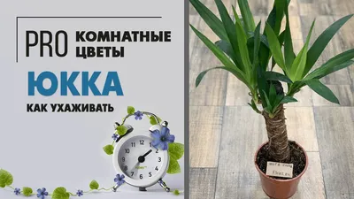 Юкка Слоновая - купить юкку в Киеве, заказать юкку слоновую в студии  фитодизайна и интернет магазине комнатных растений и цветов Флорен