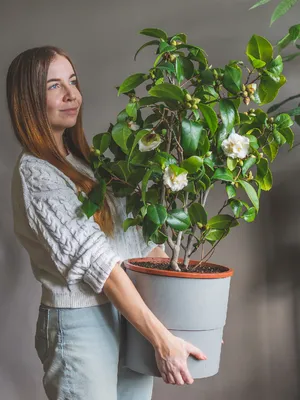 Камелия Японская (Camellia japonica) 55 см - купить в Минске с доставкой,  цена и фото в интернет-магазине 