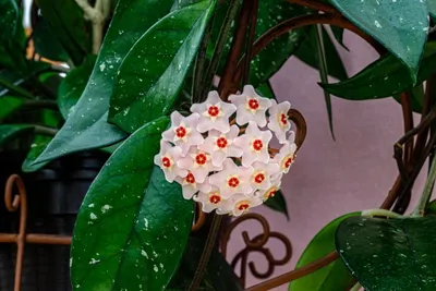 Хойя (Hoya sp. ut 042) черенок Каталог орхидей - фаленопсисов, каттлей,  ванд, дендробиумов со всего мира от интернет магазина Ангелок