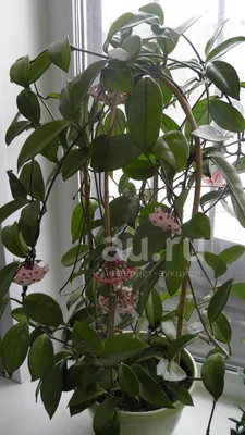 Hoya latifolia albomarginata (хойя латифолия/макрофилла альбомарджината) -  ЦВЕТОМАГИЯ