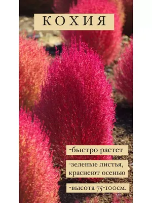 Кохия Летний Кипарис семена Стильные цветы 145974124 купить за 200 ₽ в  интернет-магазине Wildberries