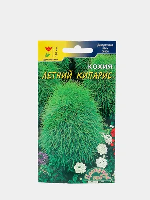 Рассада «Кохия», 20x6 см по цене 506 ₽/шт. купить в Курске в  интернет-магазине Леруа Мерлен