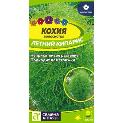 Купить - Цветы Кохия Летний Кипарис/Сем Алт/цп 0,3 гр..  -  интернет магазин семян и саженцев, газонов и удобрений!