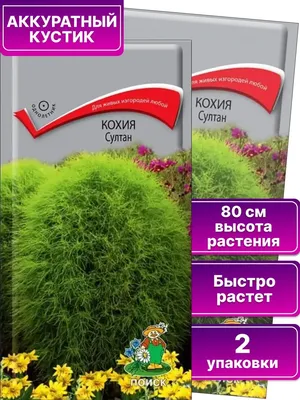 Кохия - «Летний кипарис: вырастите посевом в грунт и потренируйтесь в  стрижке живой изгороди!» | отзывы