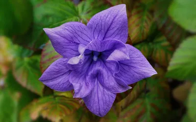 Колокольчик точечный (Campanula punctata) купить в 