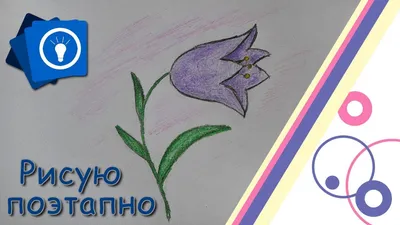 Колокольчик Красивый большой цветок Grandiflorus Platycodon Стоковое  Изображение - изображение насчитывающей садовничать, украшение: 120767453