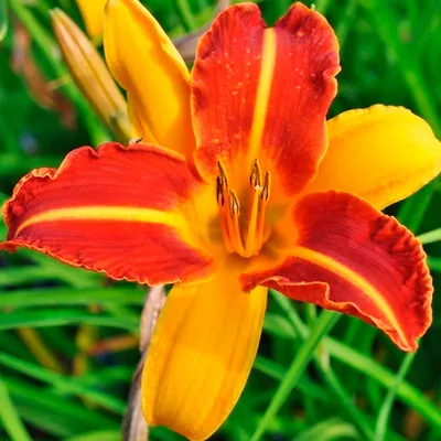 Лилейник Цветок Природа - Бесплатное фото на Pixabay - Pixabay