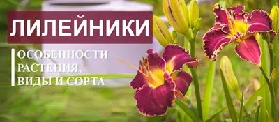 Цветок Лилейник Ботаника - Бесплатное фото на Pixabay - Pixabay