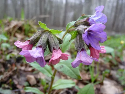 Фотокаталог растений: Медуница неясная (Pulmonaria obscura)