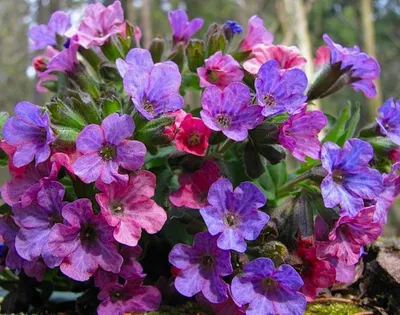 Медуница лекарственная / Pulmonaria officinalis / Атлас цветущих растений