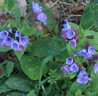 Медуница сахарная Pulmonaria saccharata - купить сорт в питомнике, саженцы  в Санкт-Петербурге