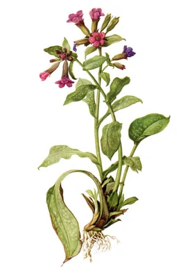 Медуница неясная (Pulmonaria obscura Dumort.)