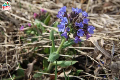 Pulmonaria longifolia (Bastard) Boreau, Медуница (World flora) - Pl@ntNet  identify