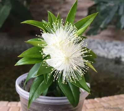 Myrtus communis 'Boetica' - Мирт Обыкновенный Боэтика - купить семена на  Tropics Seeds.