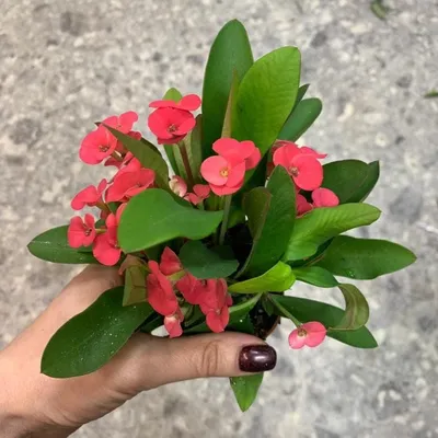 Растение ⌀ 6 Euphorbia MILII (Молочай Миля красный, Эуфорбия): купить c  доставкой почтой 🌸 Адениум дома