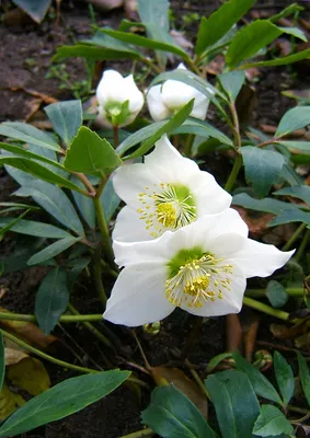 Морозник - цветок зимы | Посадка цветов, Идеи посадки растений, Вредители  растений