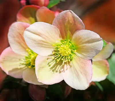 Морозник ( Helleborus) - «Удивительный цветок морозник.» | отзывы