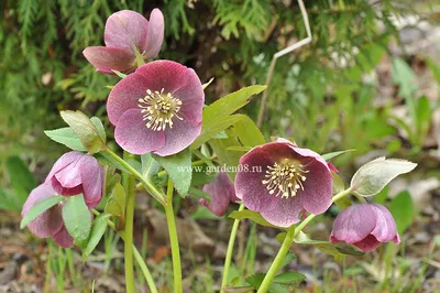 Морозник гибридный (Helleborus) 300 руб, купить, фото, описание