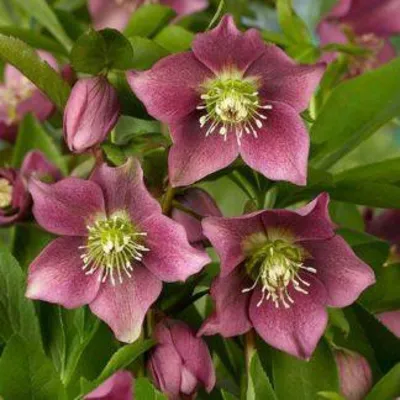 Морозник красноватый (Helleborus purpurascens)