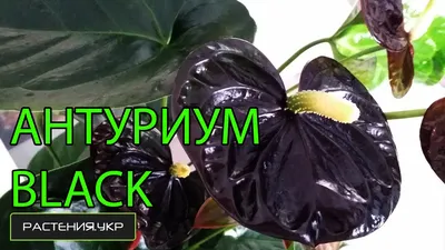 Купить «Антуриум- мужское счастье» с доставкой в Чите - «Flowers World»