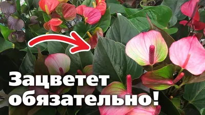 Купить «Антуриум- мужское счастье» с доставкой в Чите - «Flowers World»