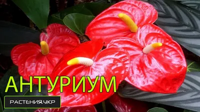 Антуриум (мужское счастье). - АГРОМАРКЕТ