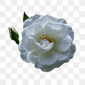 Один цветок на белом фоне | Премиум Фото
