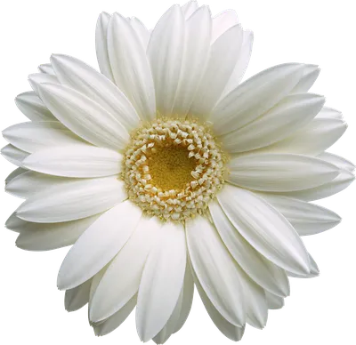 Наклейка цветок PNG - AVATAN PLUS