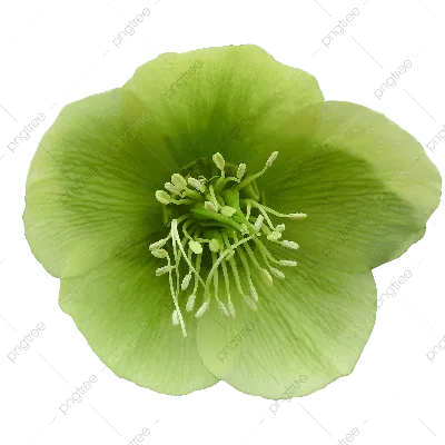 Красивый зеленый цветок на прозрачном фоне PNG , цветок, зеленый, свежий  PNG картинки и пнг PSD рисунок для бесплатной загрузки
