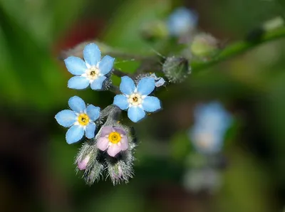 Незабудка Цветок Синий - Бесплатное фото на Pixabay - Pixabay