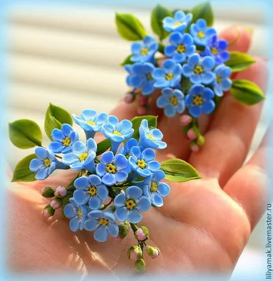 фото цветы незабудки Ландшафтный дизайн, Тольятти - Незабудка #yandeximages  | Fragrant flowers, Beautiful flowers, Flowers