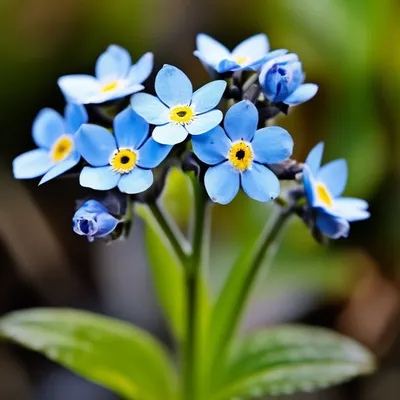 Незабудка Цветы Завод Синие - Бесплатное фото на Pixabay - Pixabay