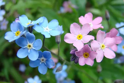 Реалистичные синие цветы незабудки. | Премиум векторы
