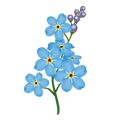 Незабудка: описание и значение цветка | блог интернет - магазина АртФлора
