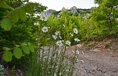 Leucanthemum 'Paladin' - нивяник 'Paladin' - питомник растений  Санкт-Петербург