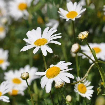 Нивяник обыкновенный (Leucanthemum vulgare) - PictureThis