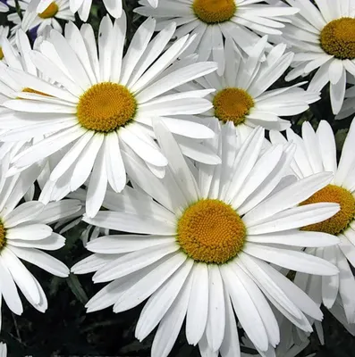 Нивяник (Leucanthemum). | Мой мир Мои розы | Дзен